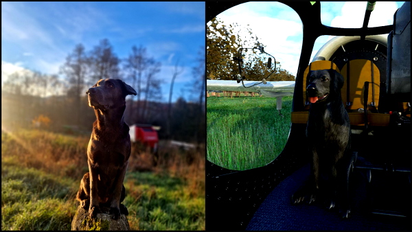 GotFriends EA-7 Optica grey dog Mausi - for Microsoft Flight Simulator